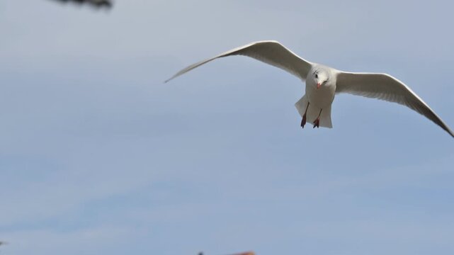Black-Headed Gulls (Chroicocephalus ridibundus) in winter plumage, in flight, gliding into a headwind on a windy day. October, Kent, UK (Slow motion x5)