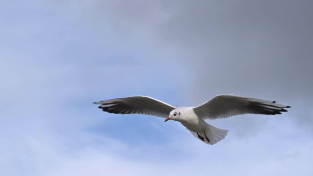 Black-Headed Gull (Chroicocephalus ridibundus) in winter plumage, in flight, gliding into a headwind on a windy day. October, Kent, UK (Slow motion x5)