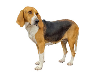 dog one isolated background