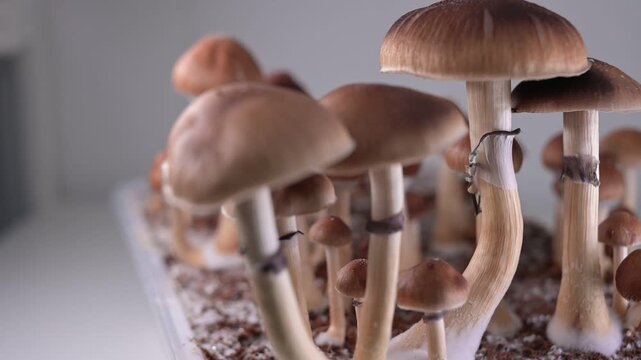 Psilocybe Cubensis Magic Mushrooms Growing Cultivation Macro Closeup
