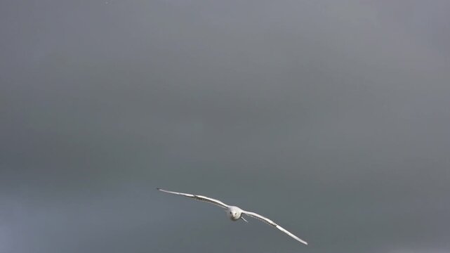 Black-Headed Gulls (Chroicocephalus ridibundus) in winter plumage, in flight, gliding into a headwind on a windy day. October, Kent, UK (Slow motion x5)