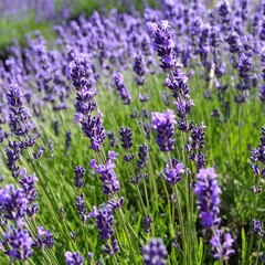 Obraz premium Blooming lavender field showing harmony, fragrance, and natural beauty of plants