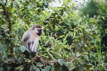 Gentle Eyes of a Vervet Monkey in Uganda’s Savannah