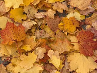 autumn maple leaves on the ground - background