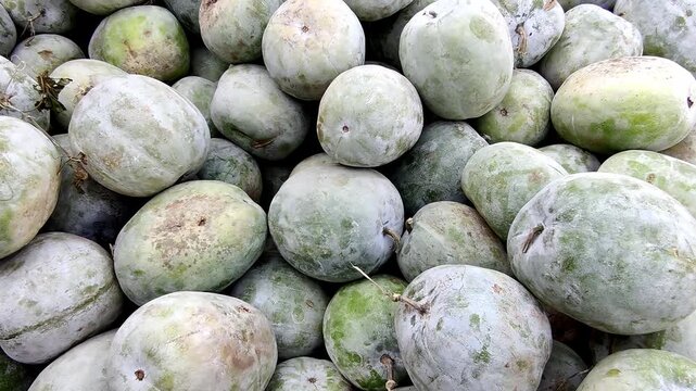 Vendor arranges ash gourd in large heap at Pakistan local market highlighting freshness seasonal produce and community trade