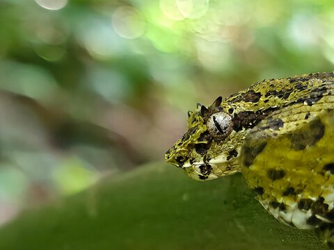 The Central American eyelash-pitviper is a species of pit viper. Although once listed as a synonym of Bothriechis schlegelii, it was revalidated in a 2024 revision of the latter species.