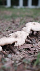 Wild fungus on the ground