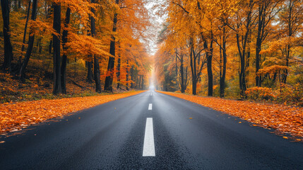Fototapeta premium a beautiful road lined with trees in peak autumn colors, scenic drive through countryside