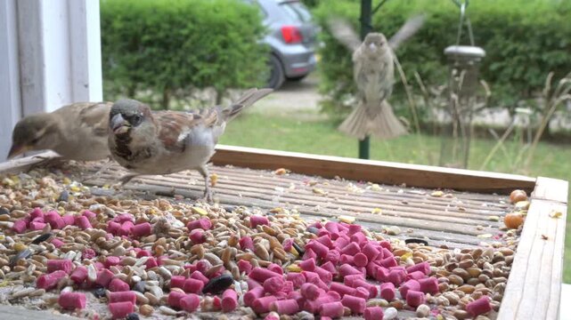 House Sparrows (Passer domesticus) feeding from a bird table on a windowsill. September, Kent, UK. (Half speed)