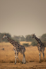Pride of the Savannah: Wild Giraffes in Kidepo Park