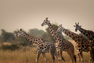 Peaceful Giants Grazing in the Grasslands of Kidepo