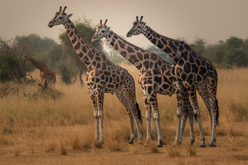 The Long-necked Beauties of Uganda’s Wild Frontier