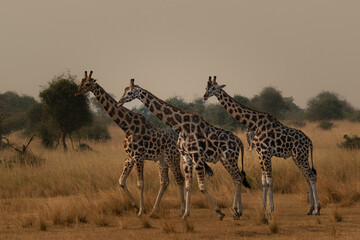Obraz premium Beneath the Blue Sky: Giraffes of Northern Uganda