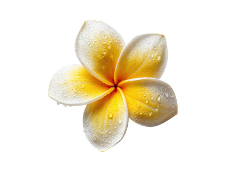 Yellow white frangipani flower water droplets image, Isolated, Png Transparent Background