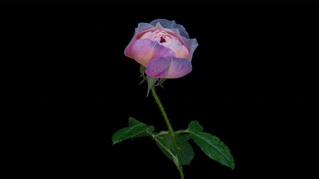 Amazing blue pink Rose flower background. Wedding backdrop, Valentine's Day concept. Mother's day, Holiday, Love, birthday