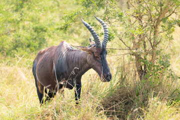 Fototapeta premium Elegant Hartebeest Standing Proud in Kidepo Valley National Park