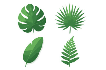 Four distinct tropical plant leaves including monstera and palm