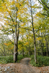 上高地の明神池