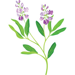 Delicate Purple Flowers With Green Leaves Isolated on Transparent Background Realistic Botanical Illustration