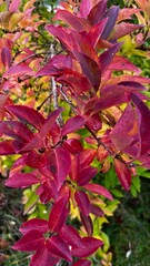 red and green leaves