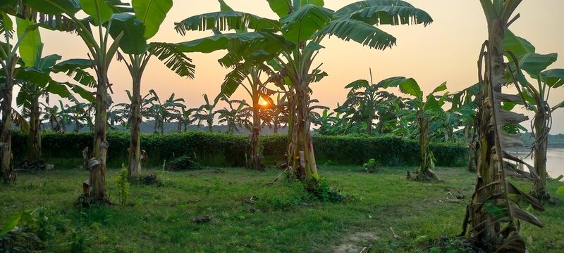 Banana garden at sunset near a river in rural area