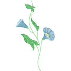 Delicate blue morning glory flowers with green leaves on a transparent background detailed illustration