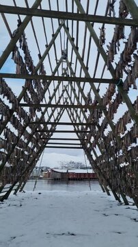 Snowy wooden drying racks for stockfish on the foreshore of Svolvaer city, located in Lofoten island
