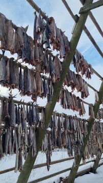 Snowy wooden drying racks for stockfish on the foreshore of Svolvaer city, located in Lofoten island
