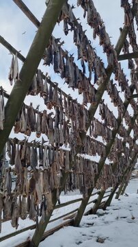 Snowy wooden drying racks for stockfish on the foreshore of Svolvaer city, located in Lofoten island
