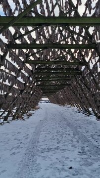 Traditional air drying of stockfish  (arctic cod) on wooden frames (hjell) , Lofoten islands, Nordland, Norway

