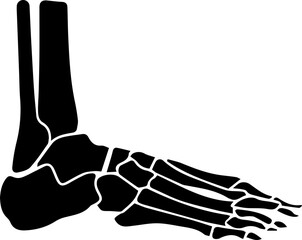 Anatomy glyph icon set. Vector pictograms of body organs, bone, skeleton, spine, eye, ear, nose, mouth, lips, hand, foot, stomach, kidneys, bladder, black sign silhouette illustration.