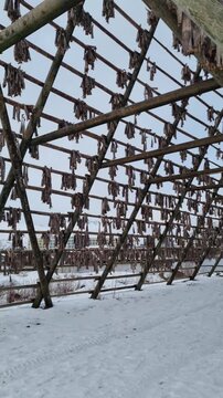 Snowy wooden drying racks for stockfish on the foreshore of Svolvaer city, located in Lofoten island
