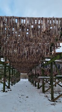 Stockfish drying at Lofoten in northern Norway


