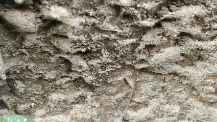 bark of a tree
