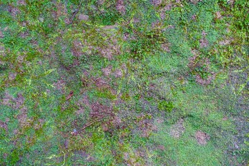 苔の生えた岩の表面　背景画像