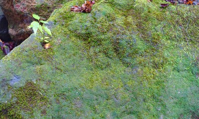 苔の生えた岩の表面　背景画像