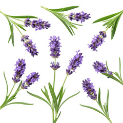 Fototapeta premium Fresh English lavender sprigs with vibrant purple florets and dark green leaves scattered on a transparent seamless background, soft shadows, close-up, natural elegance and purity concept