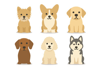 Six popular dog breeds including Corgi Labrador Husky Poodle Dachshund Terrier sitting together