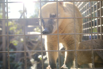 Coati stands inside of its enclosure at a conservation area on a sunny day.