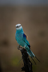 Fototapeta premium Brilliant Blues of the African Savannah: The Abyssinian Roller