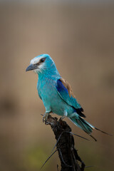 Graceful Colors of the Savannah: Roller in Kidepo Valley