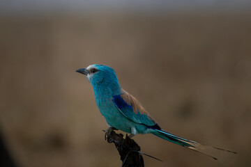 Tropical Jewel: Abyssinian Roller Perched on an Acacia Branch