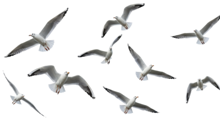 Dynamic common seagulls, white bodies, black wingtips, soaring, gliding in various flight positions against a transparent background, studio lighting, ample negative space, concept of avian freedom