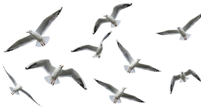 Dynamic common seagulls, white bodies, black wingtips, soaring, gliding in various flight positions against a transparent background, studio lighting, ample negative space, concept of avian freedom