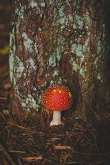fly agaric mushroom