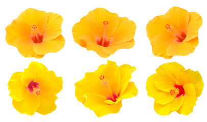 Two shades of yellow hibiscus flowers, beautiful and refreshing on  transparent. © siriratsavett88