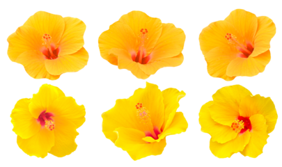 Two shades of yellow hibiscus flowers, beautiful and refreshing on  transparent.