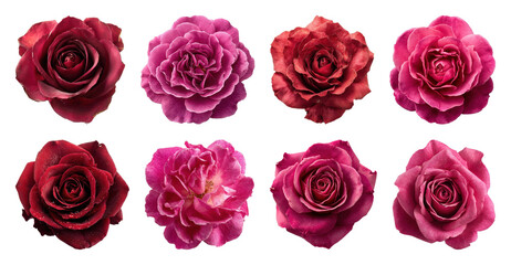 PNG Vibrant roses in various shades, element set on transparent background
