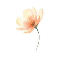 Watercolor painting of peach colored flower, soft and delicate