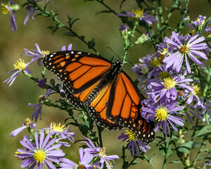A Monarch butterfly nectaring on native (to the U.S.) aster.